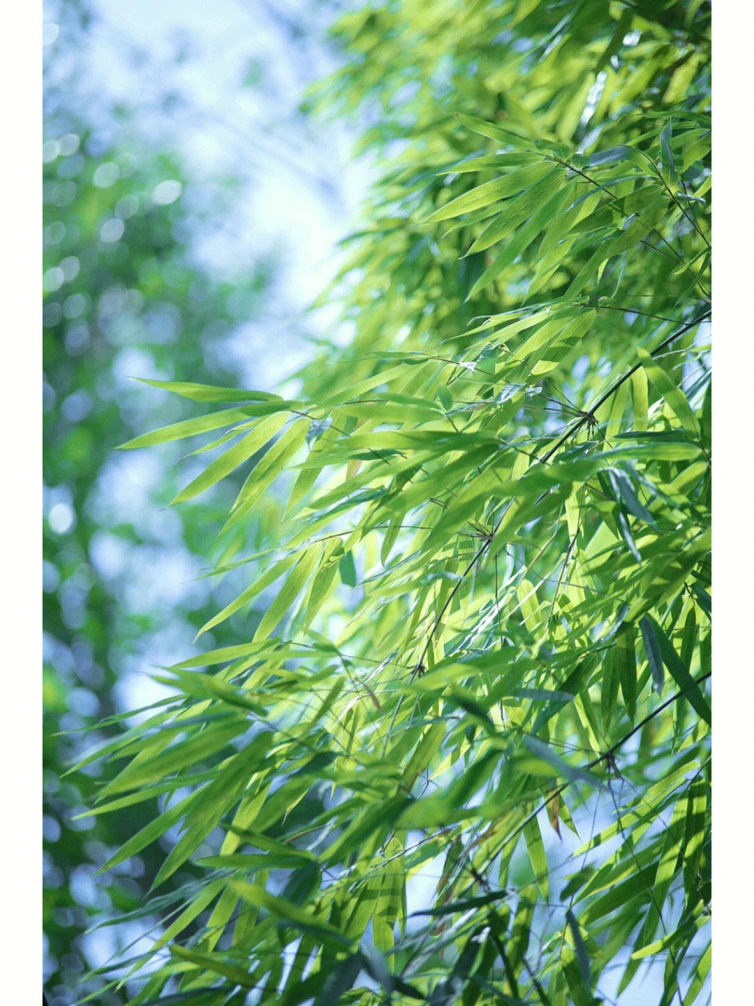 竹子风景图片手机壁纸图片
