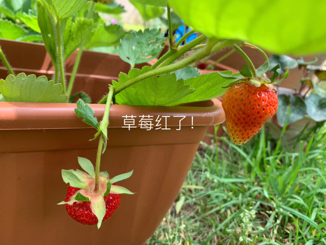 今年窜出来很多,在我我精心照顾下,茁壮成长,结出了很多的草莓!