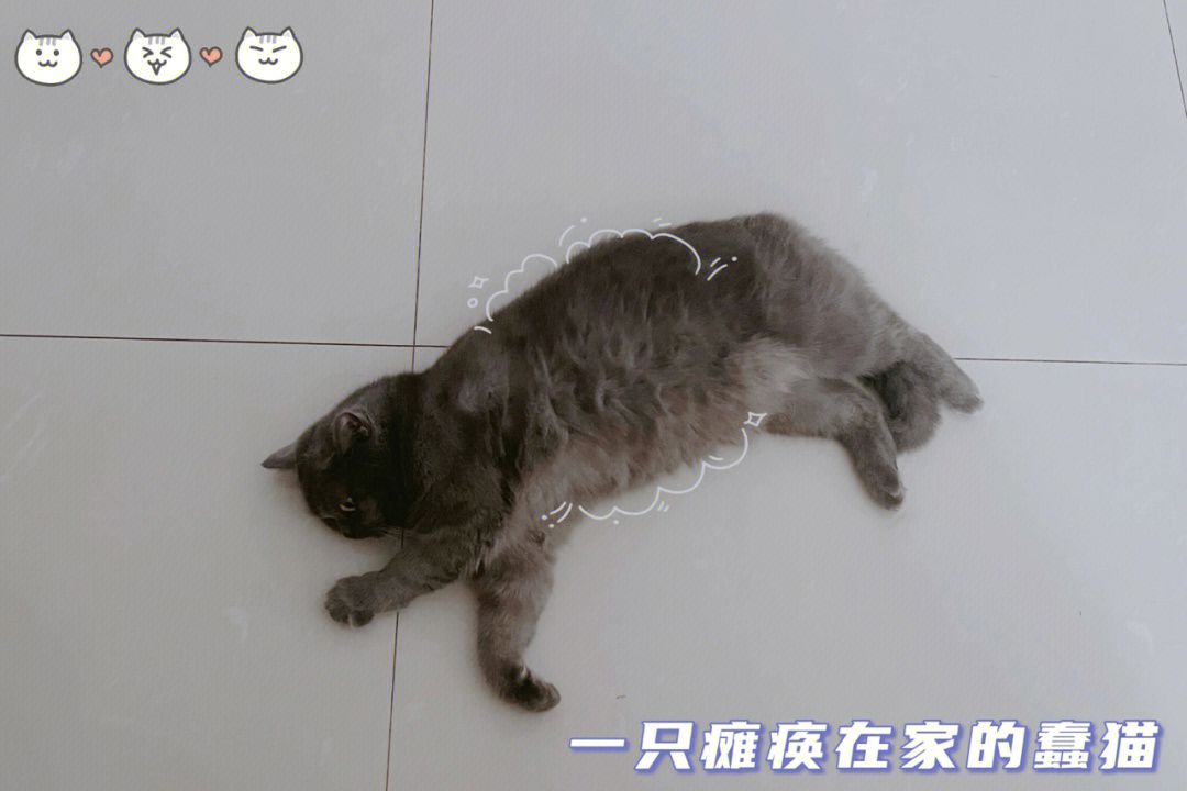 你们的猫也这样嘛瘫子无法行走