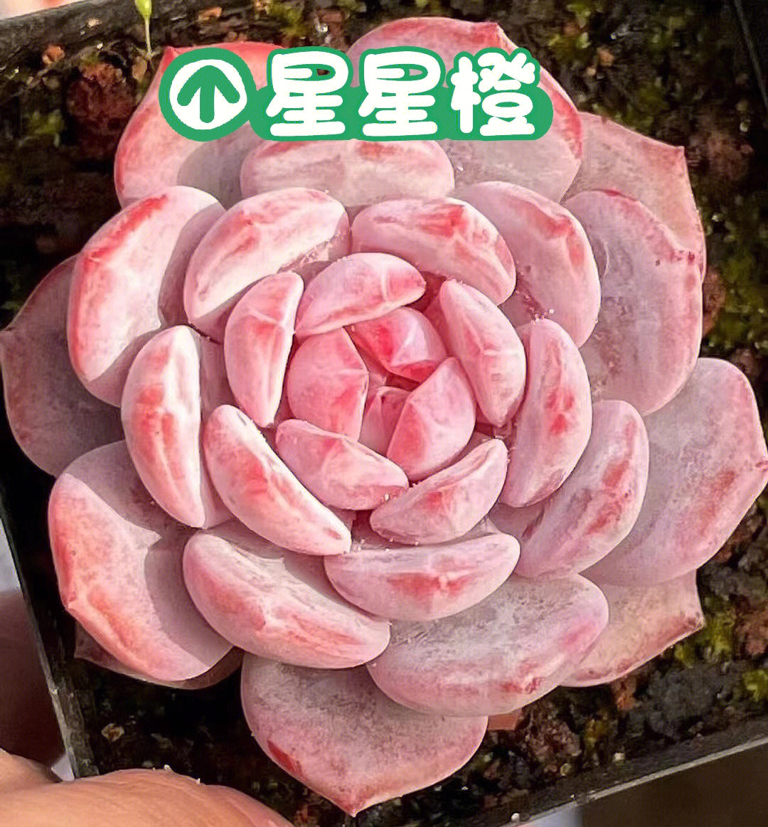 橙云台多肉图片