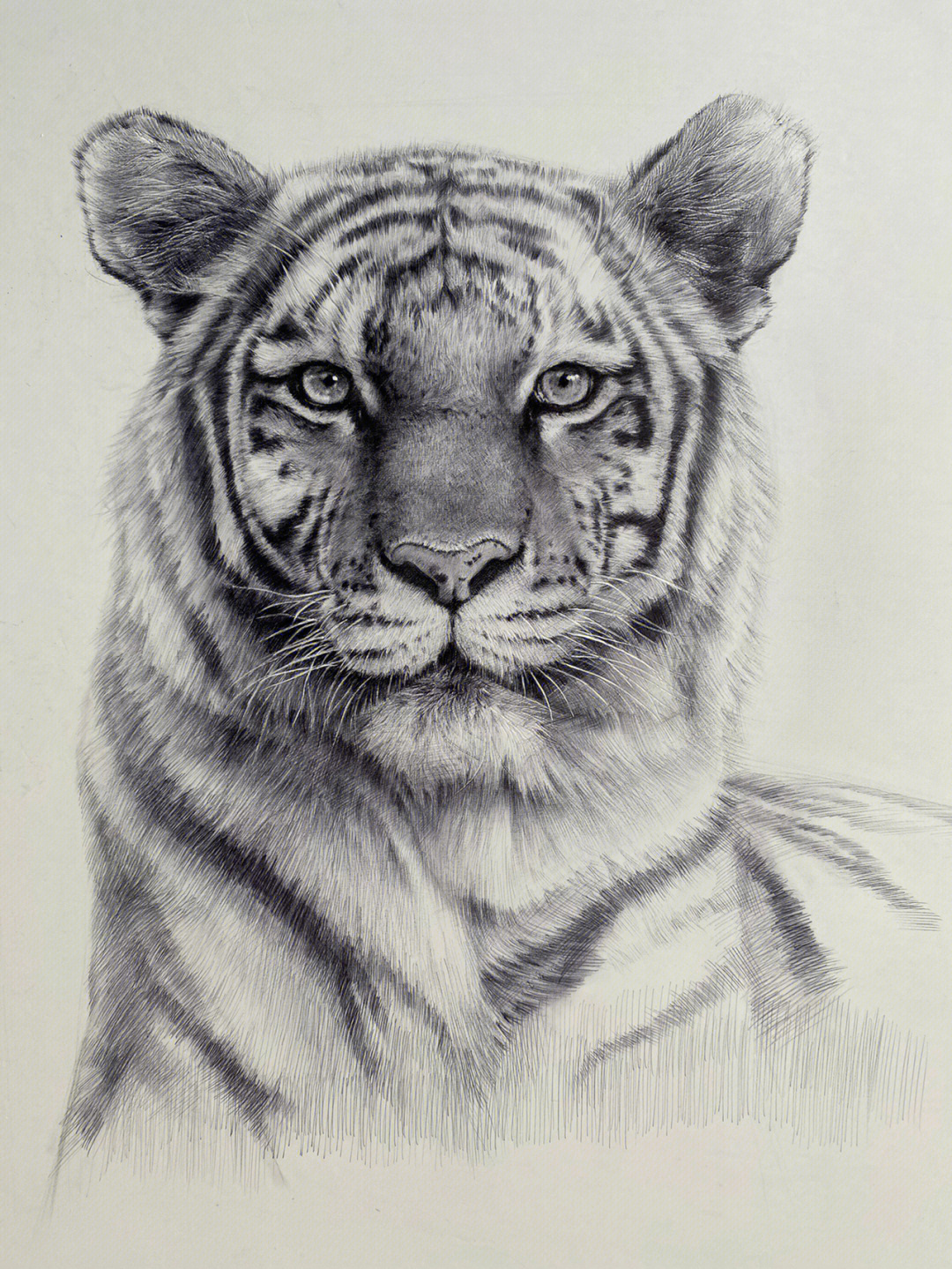 素描动物老虎及一些绘画步骤