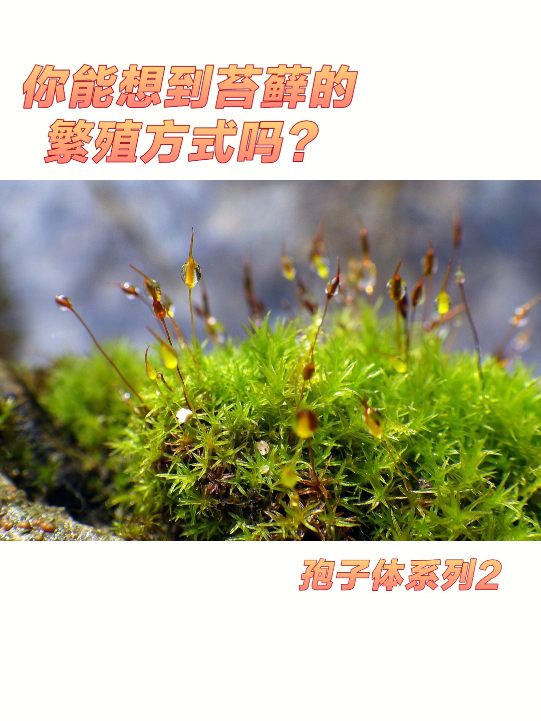 苔藓生殖方式图片