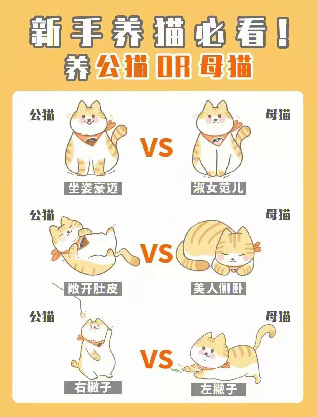 怎么分辨猫公母图片