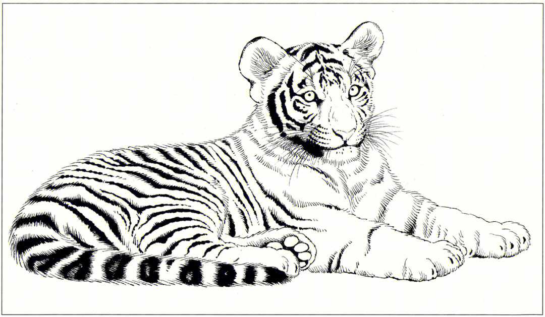 工笔白描动物素材166老虎支持细节放大