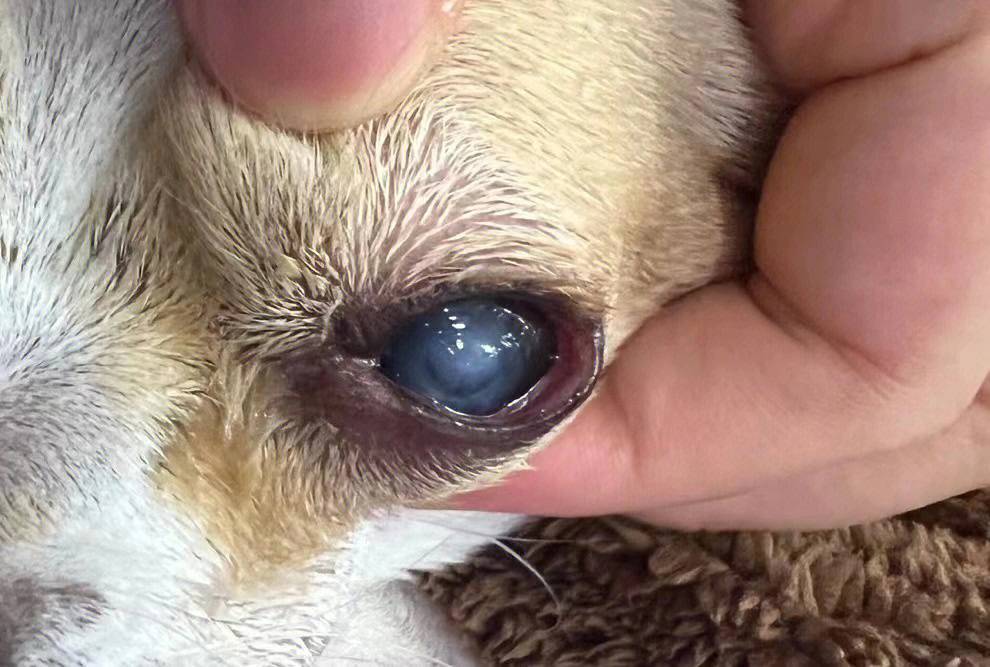 狗狗角膜溃疡初期图片图片