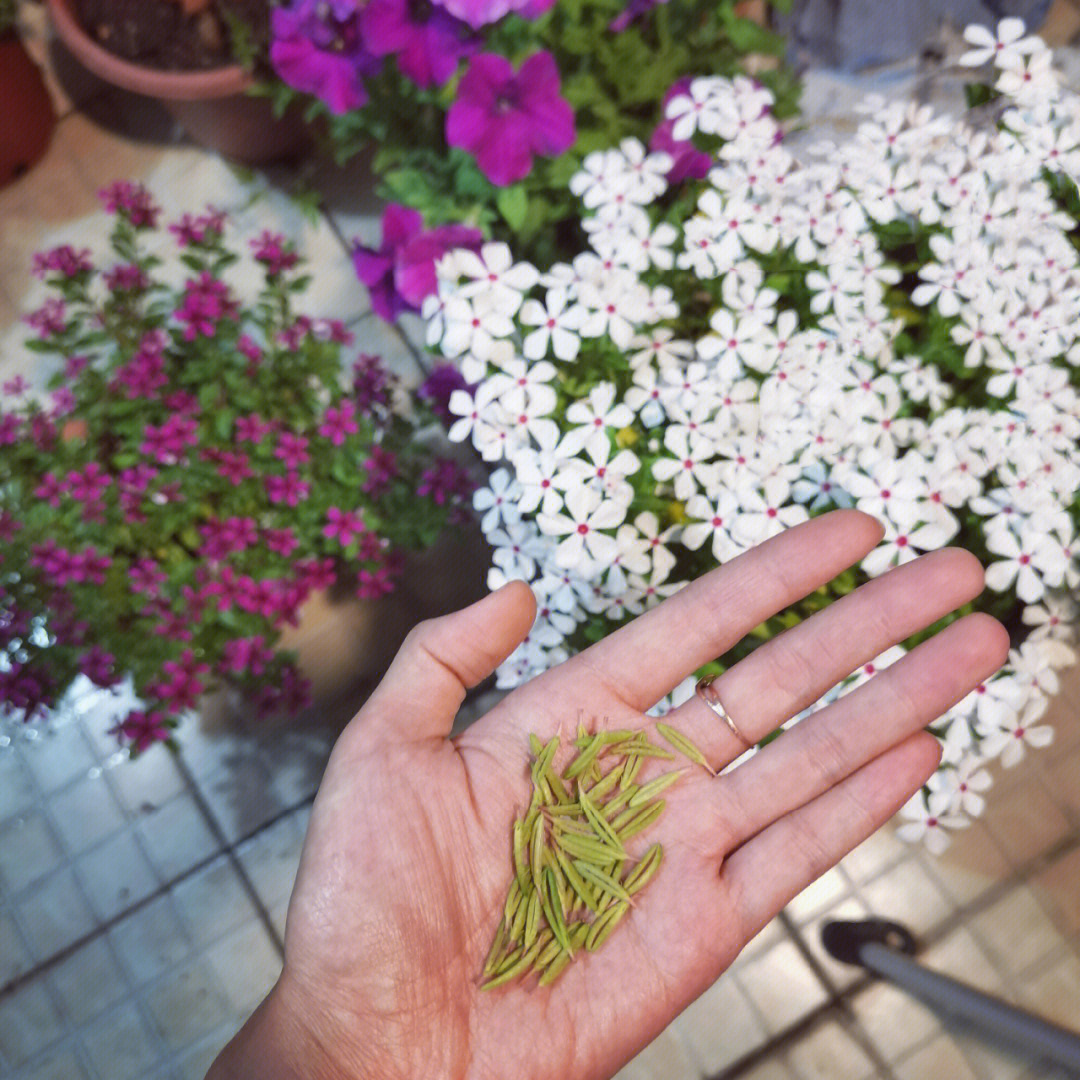 长春花的种子图片