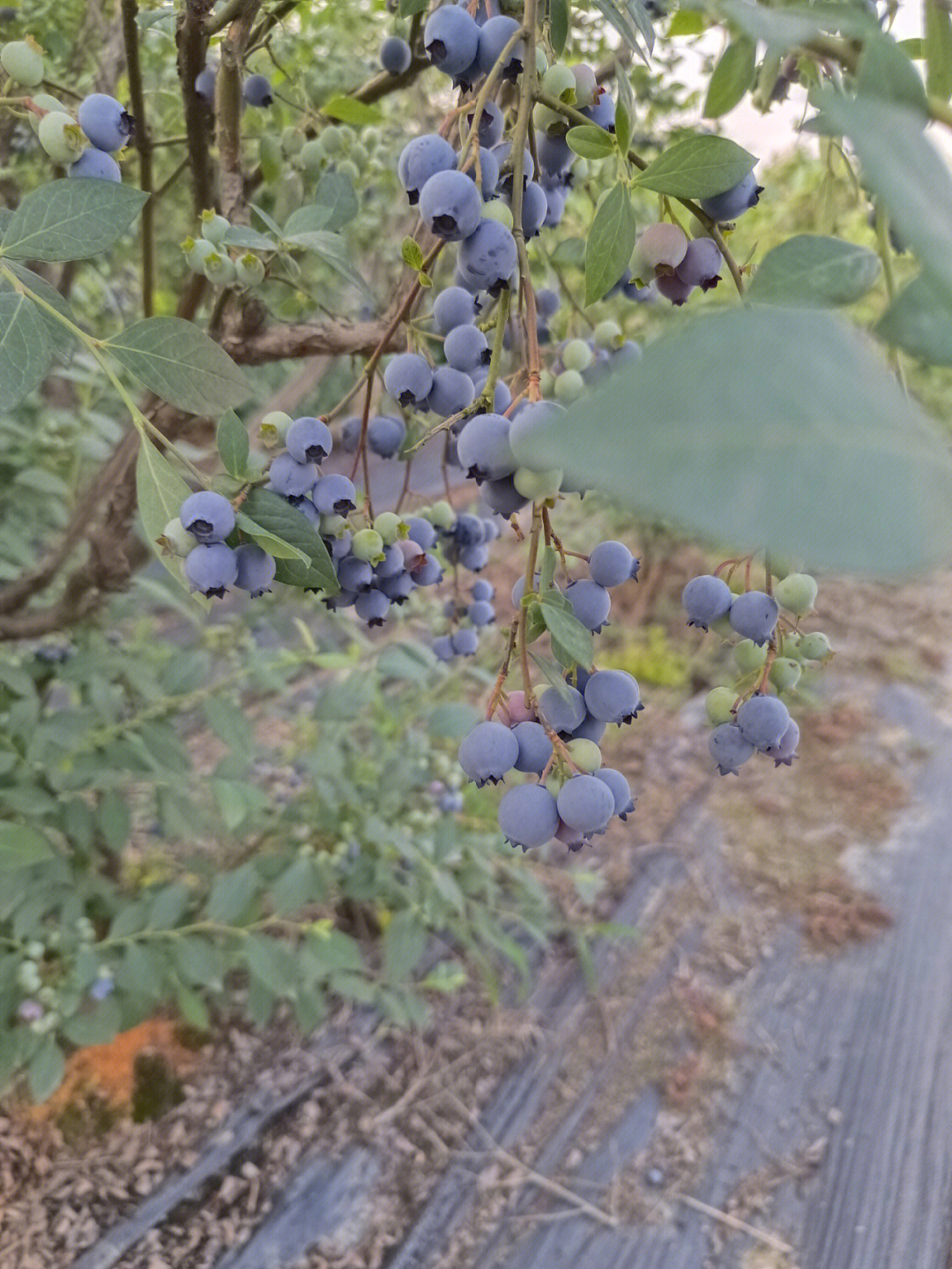蓝莓树长白色肉芽图片图片