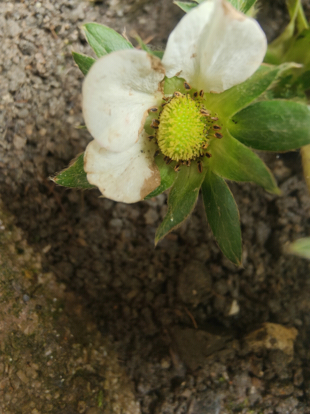 草莓授粉成功图片