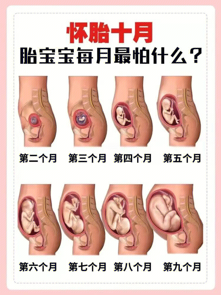 孕4月胎儿位置示意图图片