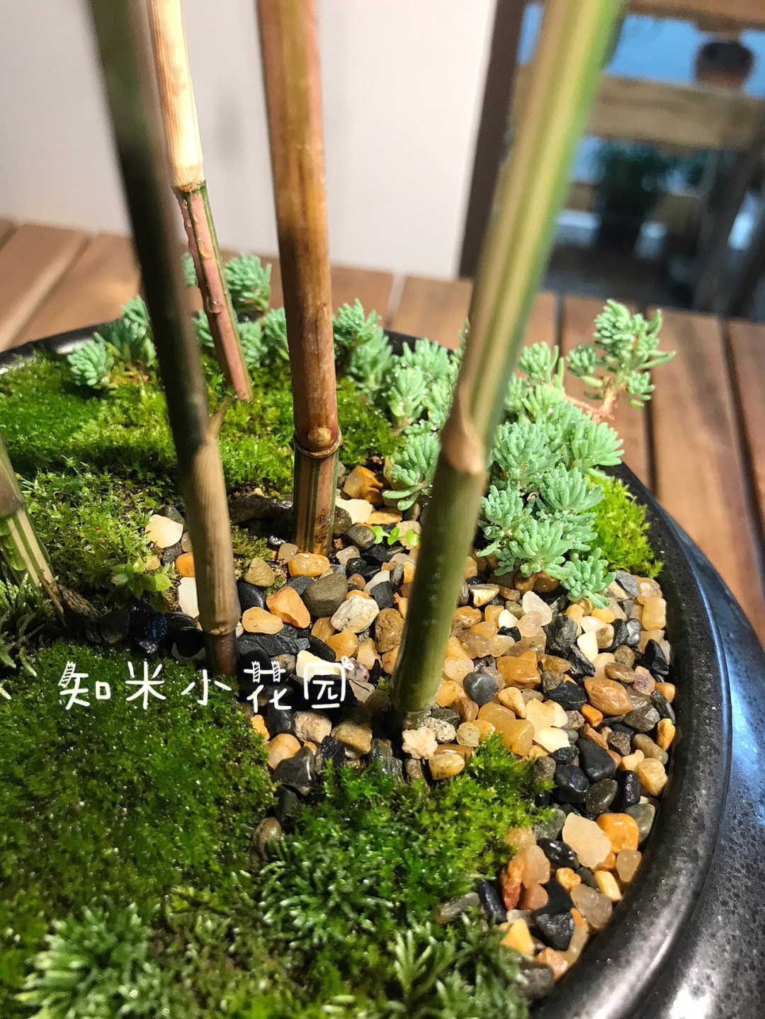 琴丝竹青苔盆栽