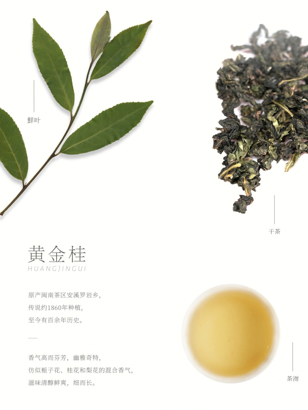 闽茶风味闽南品种黄金桂naturaltea