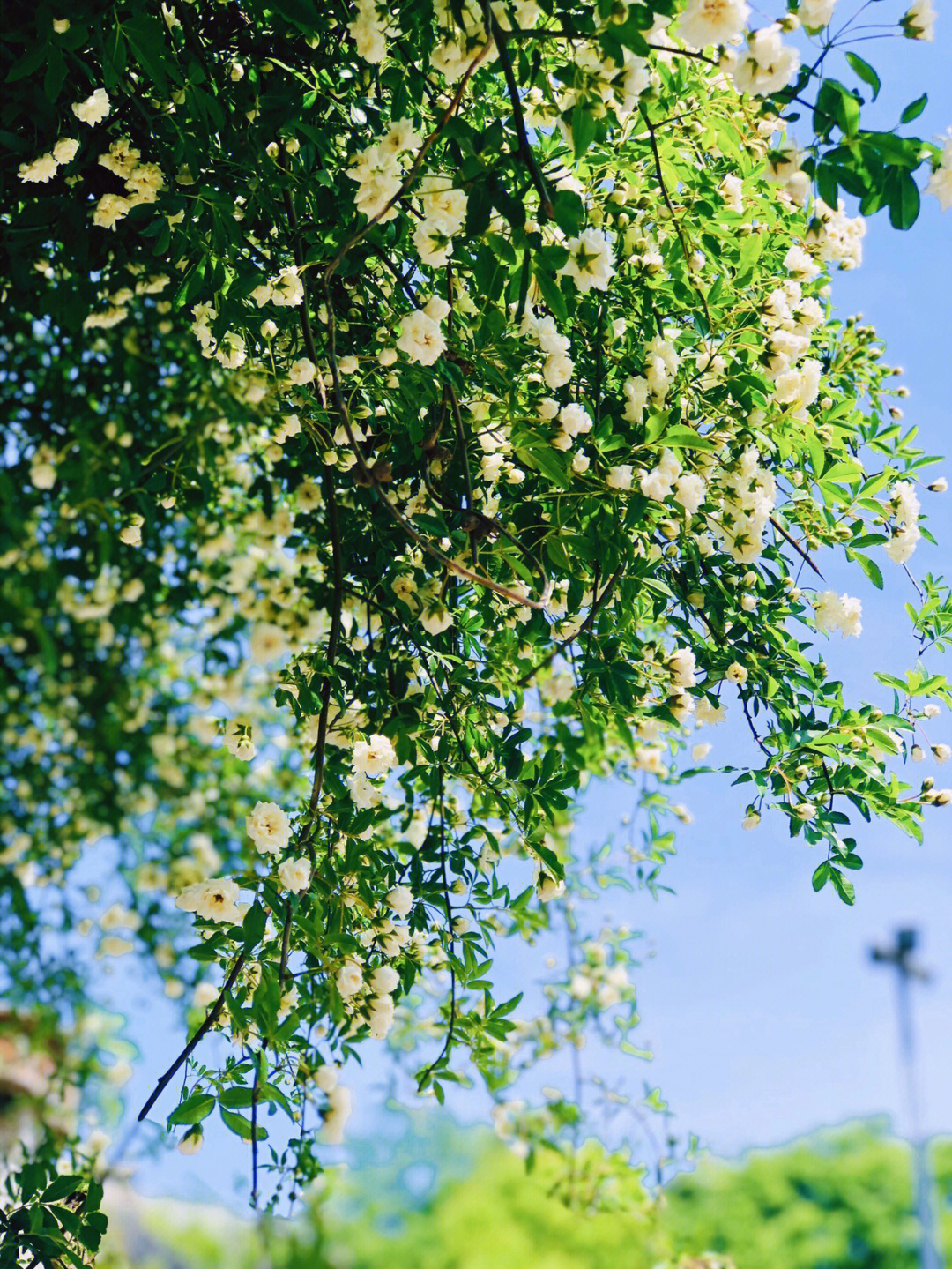 木香花盛开季节