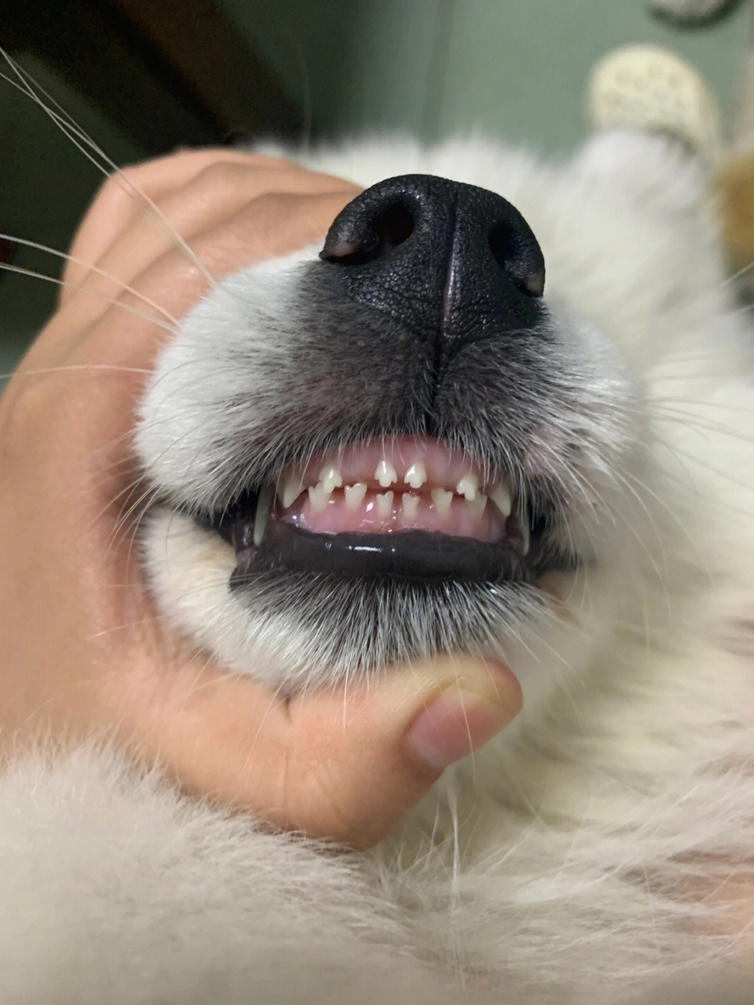 4个月小狗牙齿图片图片