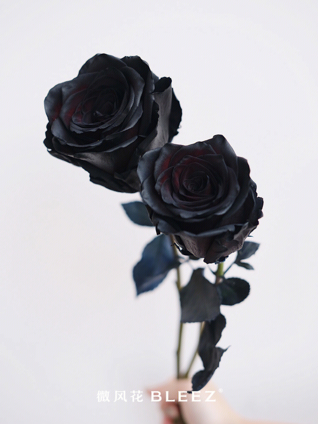今日花材厄瓜多尔黑玫瑰