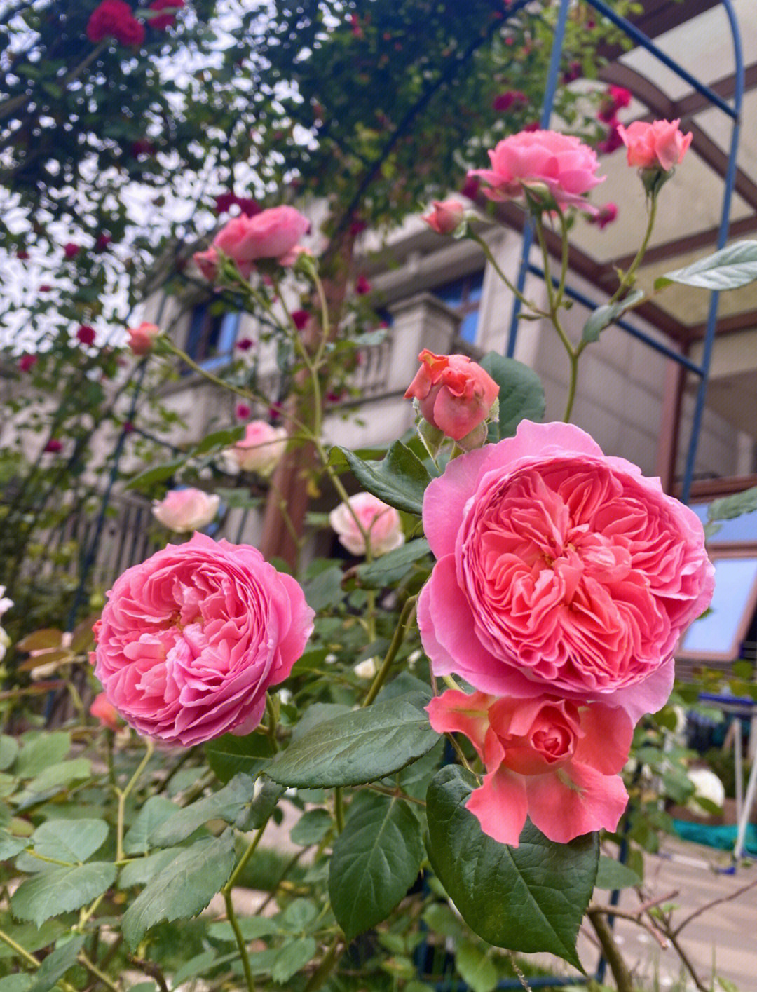 夏日火花月季图片