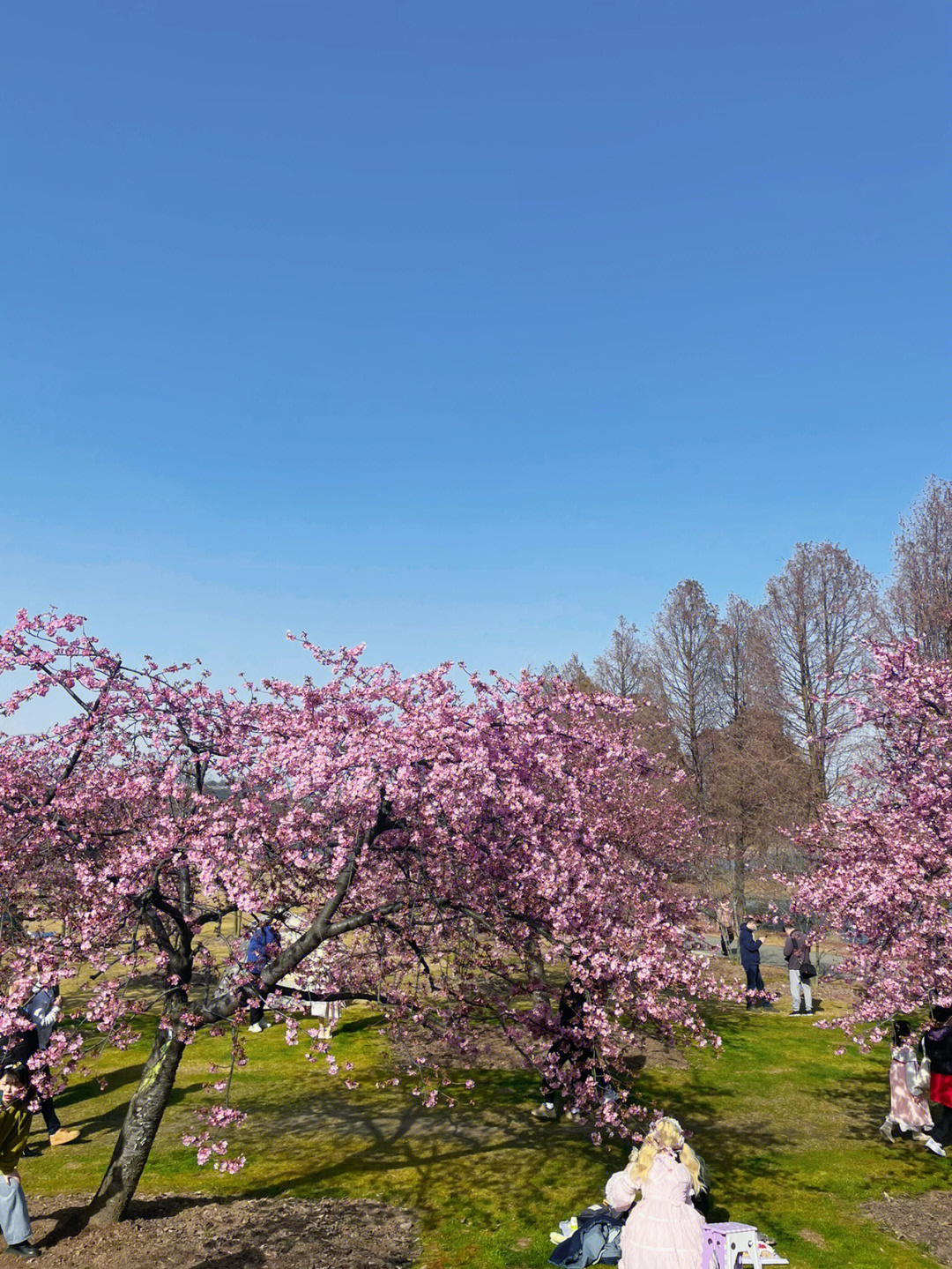 大芦花风景区樱花图片