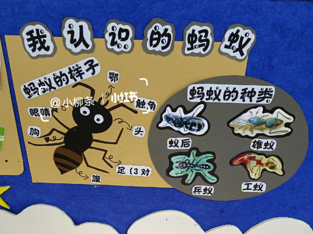 蚂蚁调查表幼儿园图片