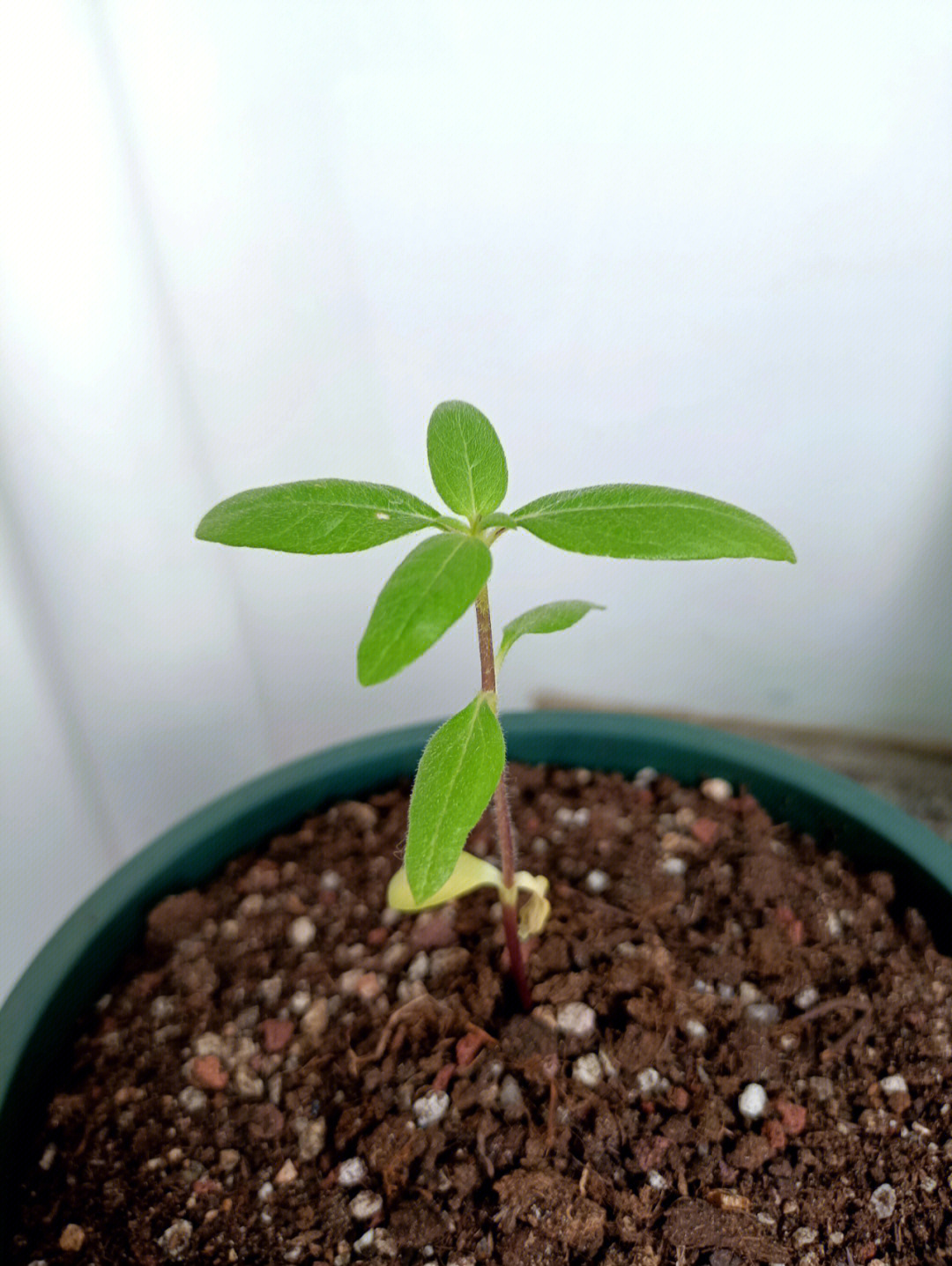 矮生向日葵情人节