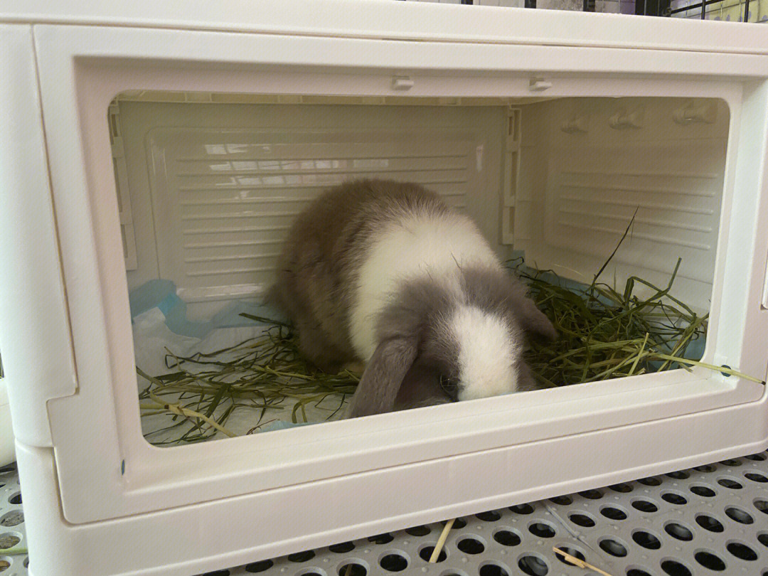 母兔产房自制图片图片