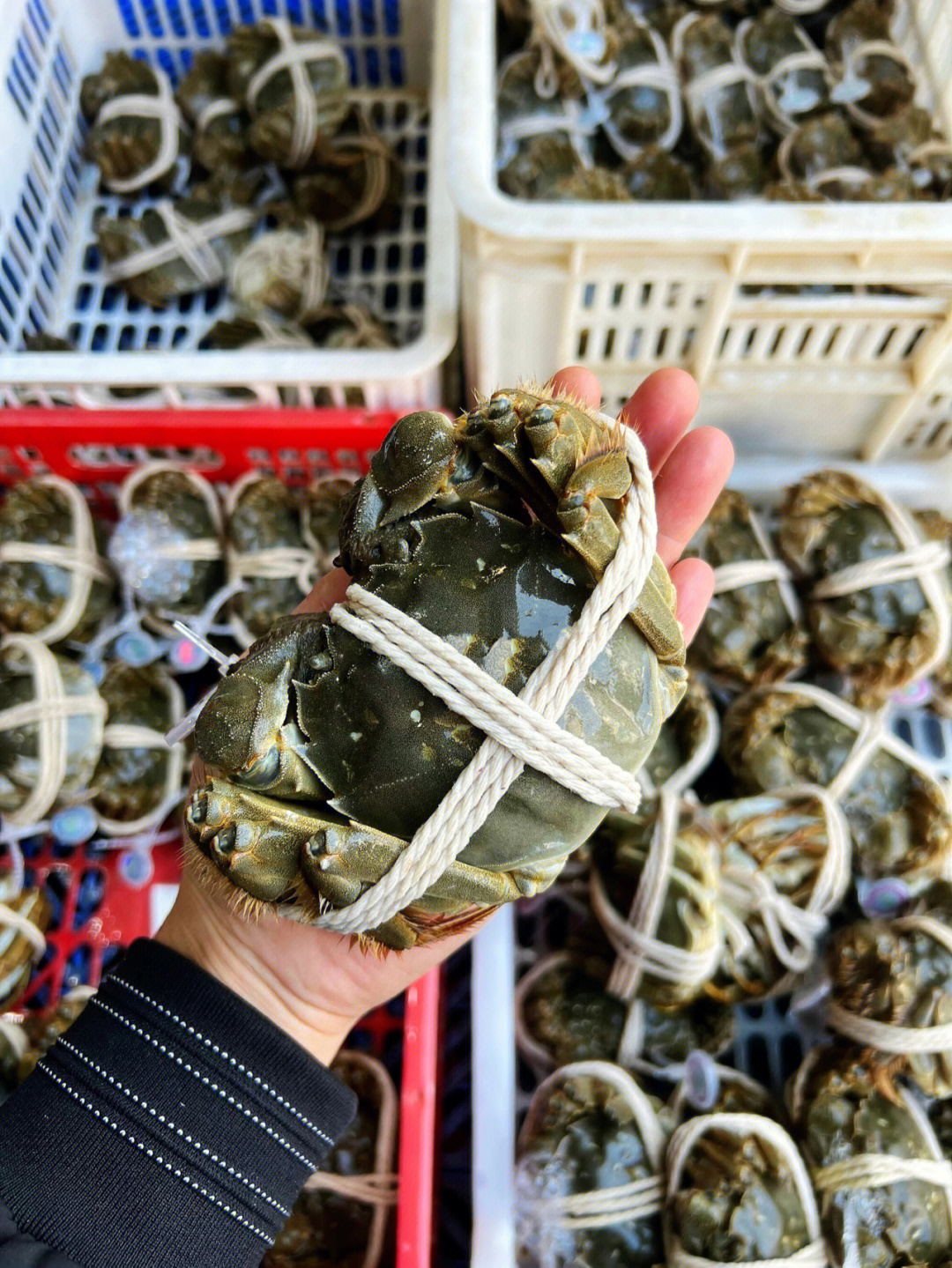 阳澄湖大闸蟹越来越好吃了 大蟹销量一直是第一