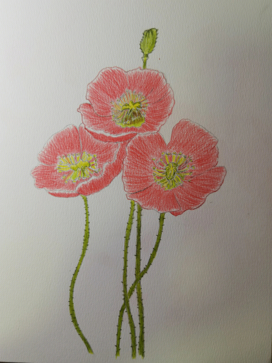 今天用辉柏嘉48色彩铅笔临摹的《彩铅花卉》中的罂粟花94,感觉