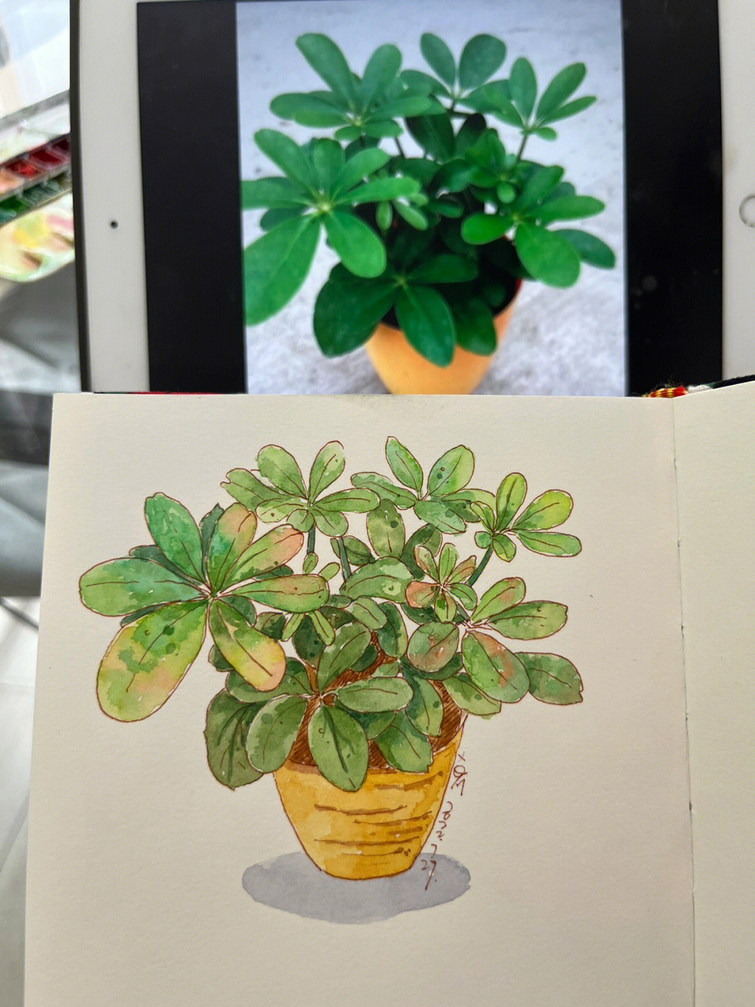 植物写生简单盆栽图片