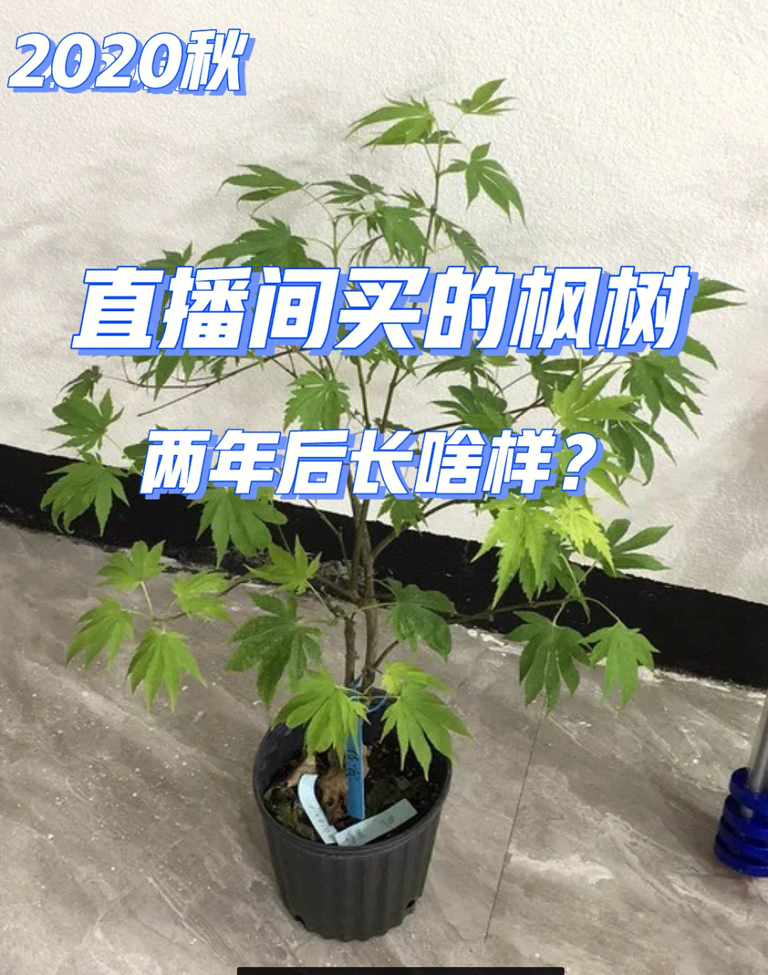 枫树修剪造型记二