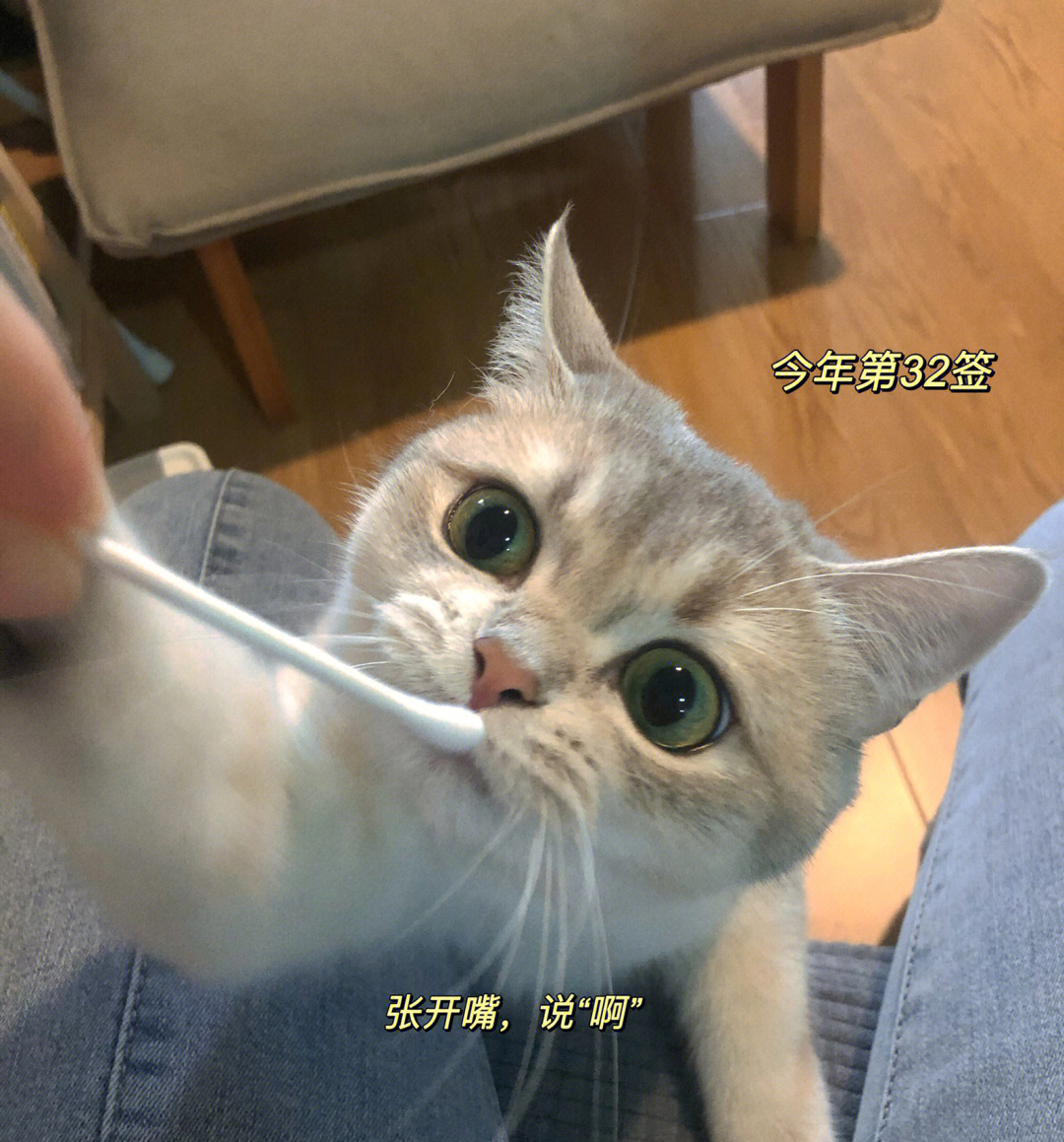 猫咪做核酸全网最配合的修猫咪