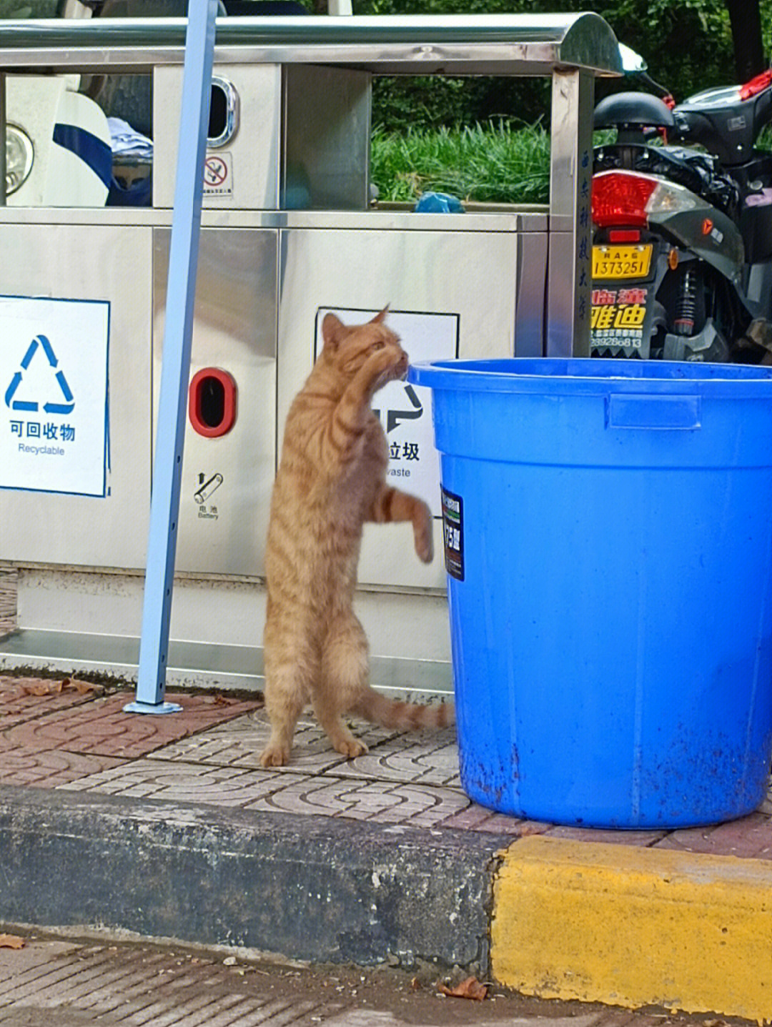 拜托掏垃圾桶的猫超可爱的好吧