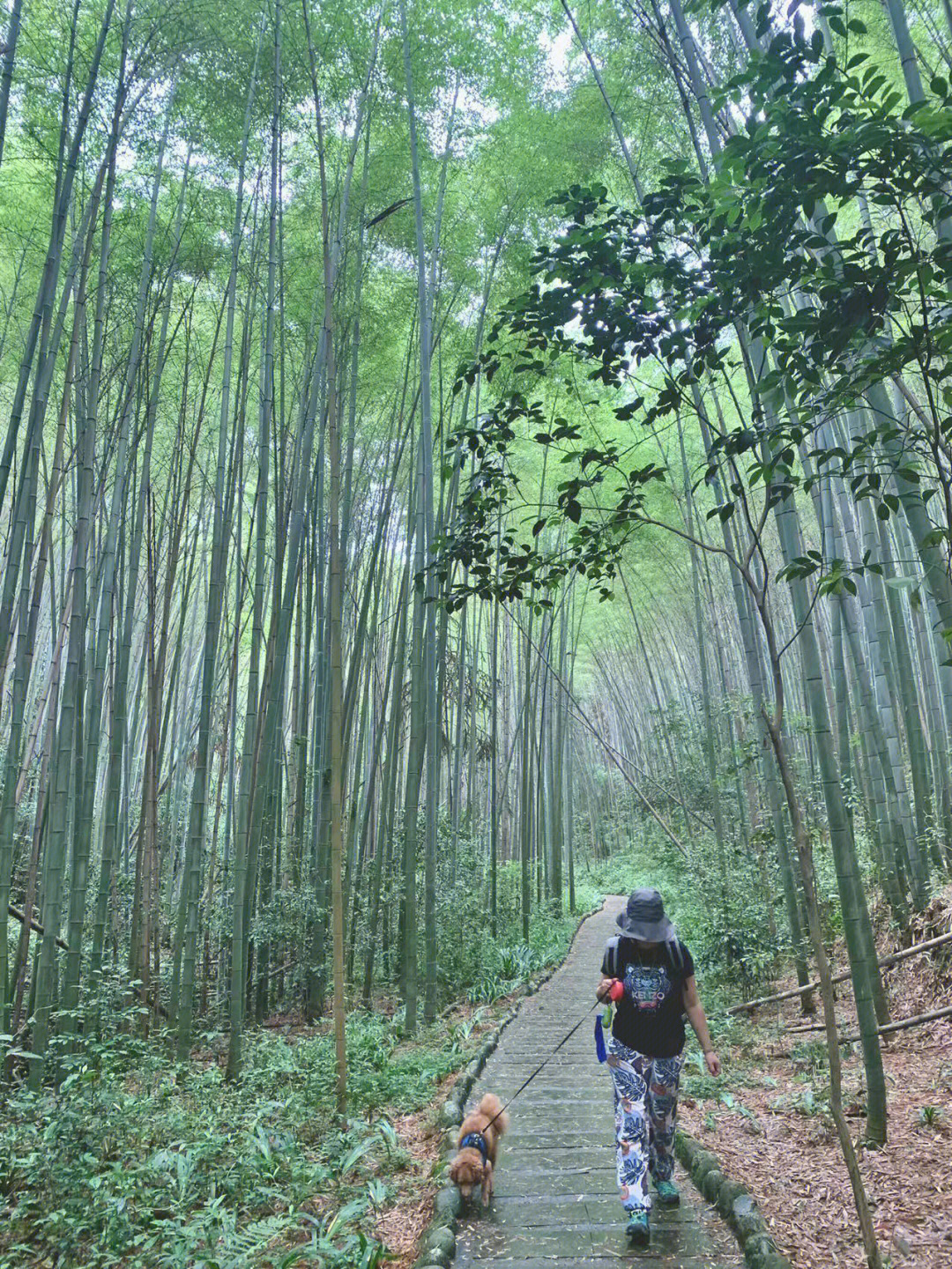 彭州阳平观竹海只有门口有140多阶楼梯,其余全部是石板路