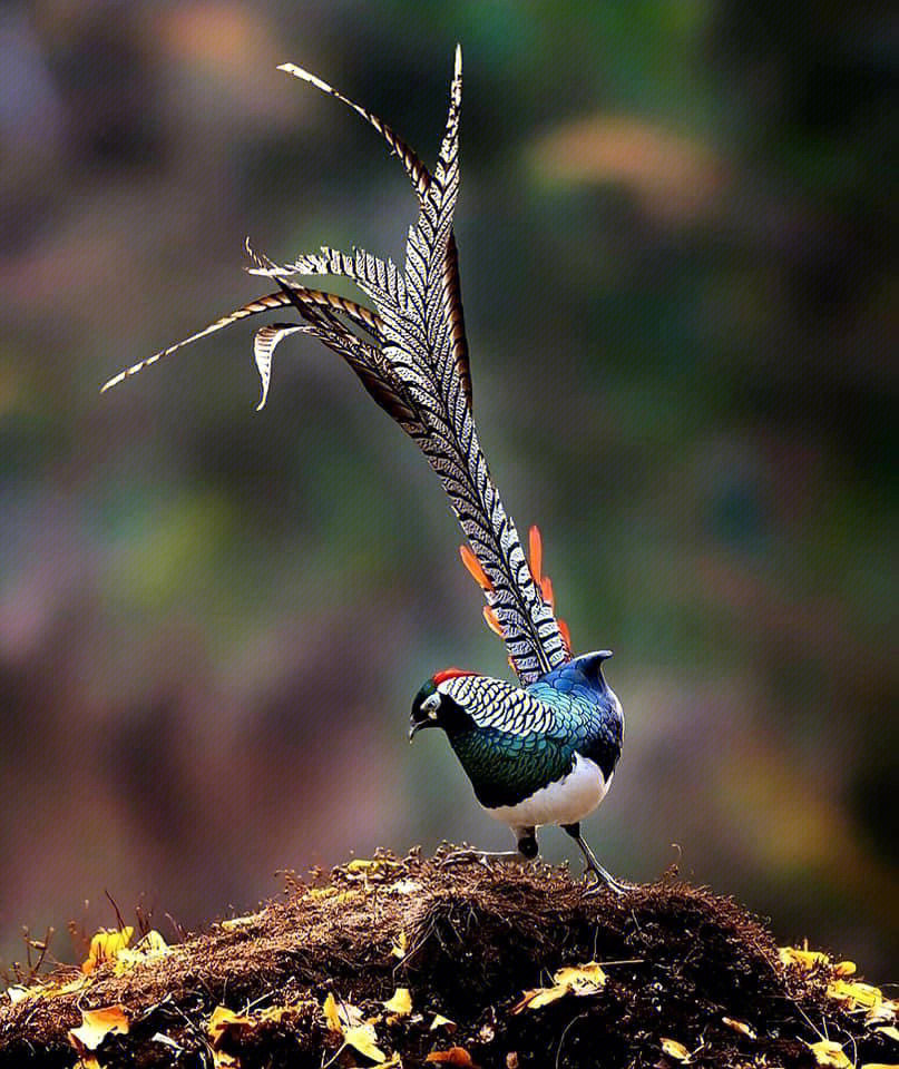 美丽的长尾巴的鸟