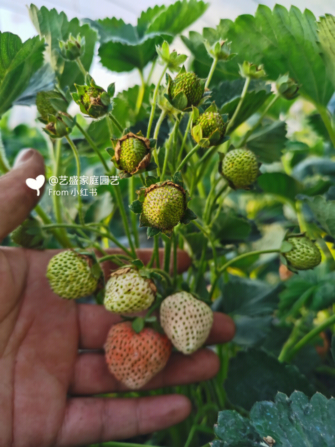 桃熏草莓简介图片