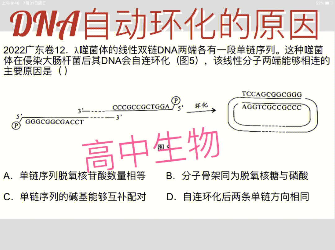 目的基因反向连接图片