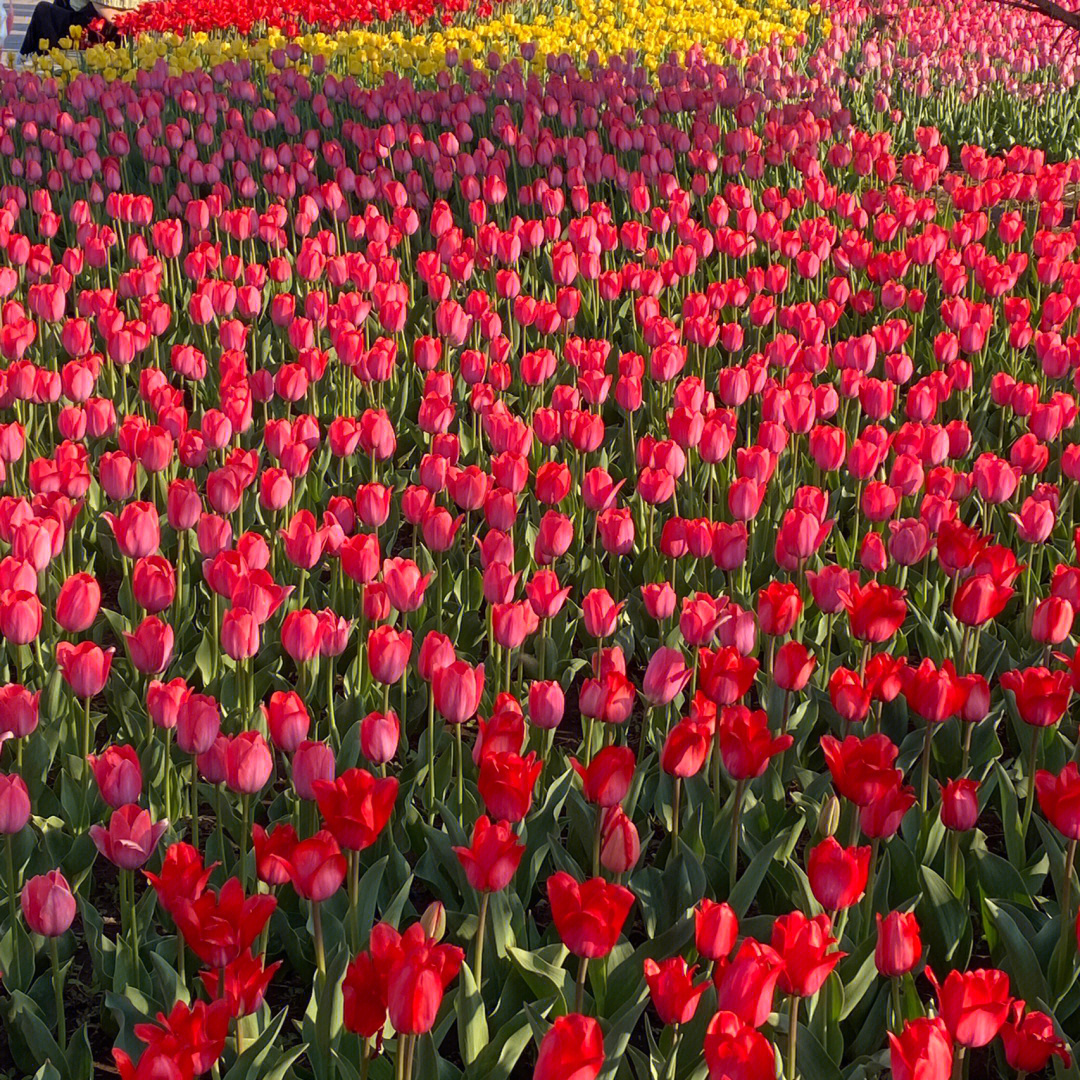 郁金香花海