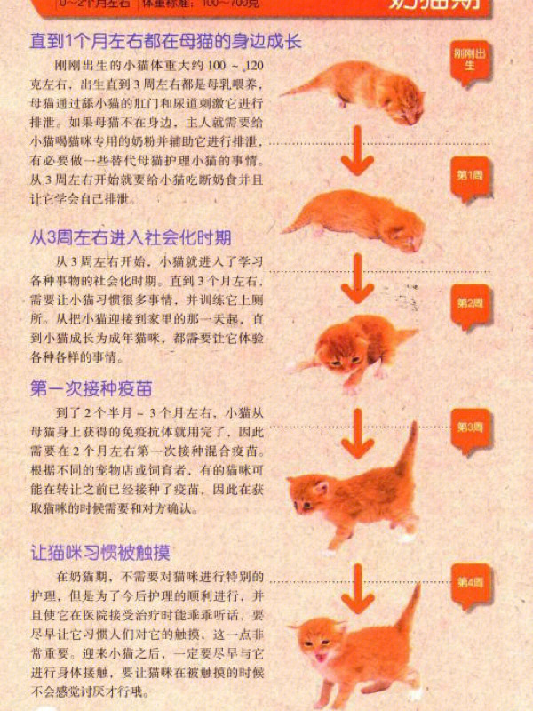 猫胎儿发育过程图片