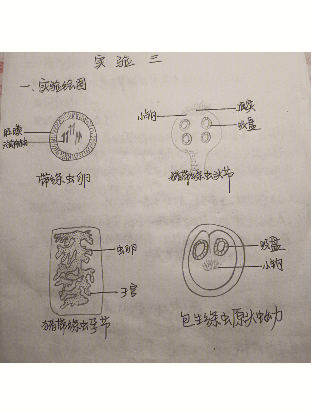 九江头槽绦虫结构图图片