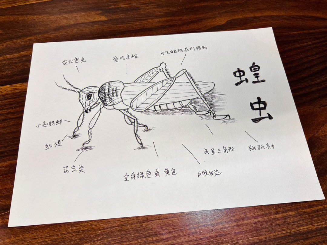 蝗虫蚂蚱蚱蜢简笔画创意主题画线条画