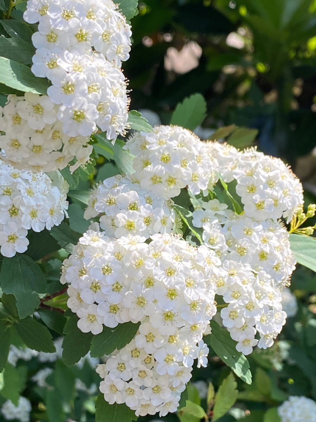 菱叶绣线菊不开花图片