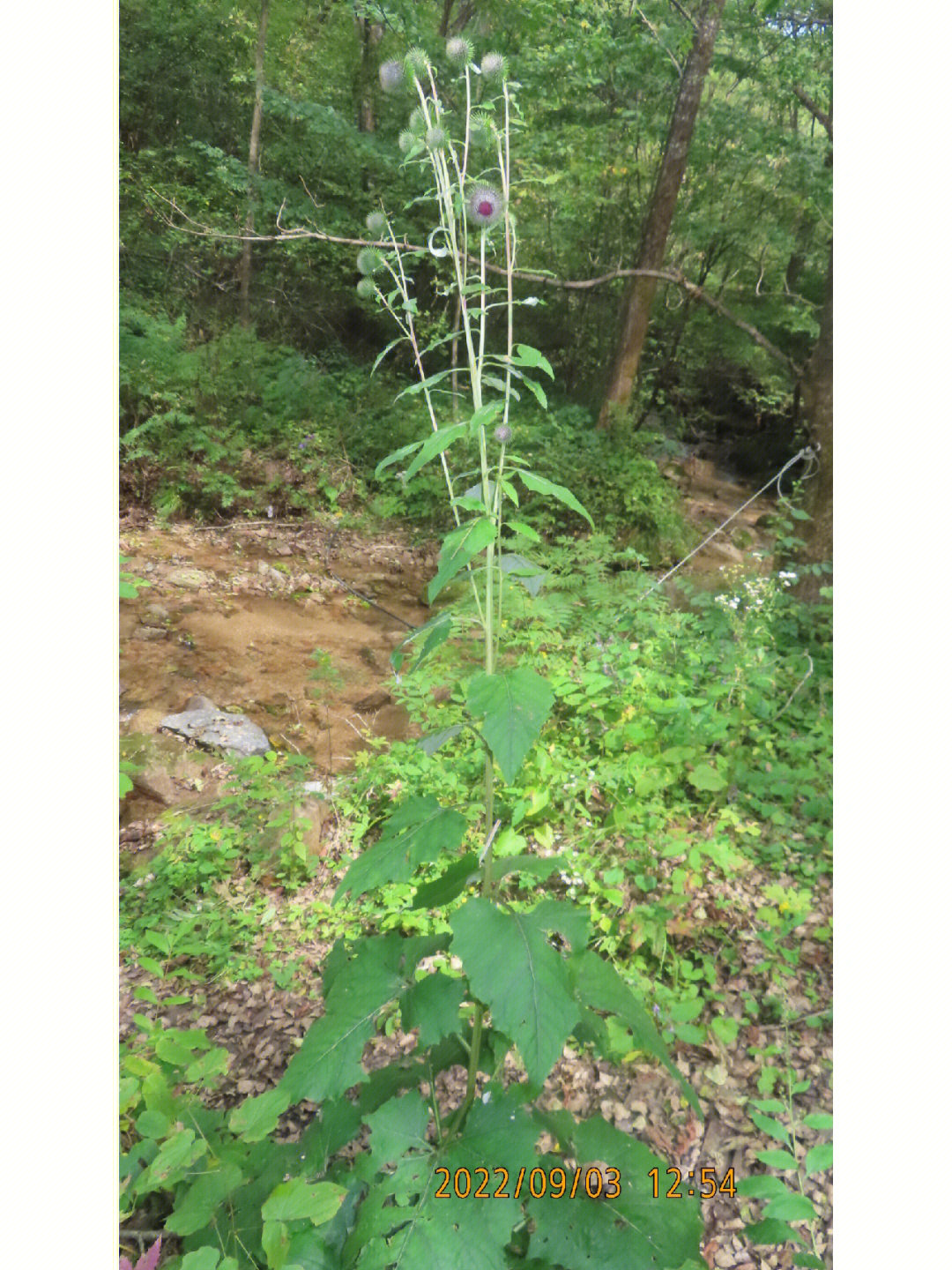 山牛蒡菊科山牛蒡属多年生草本植物