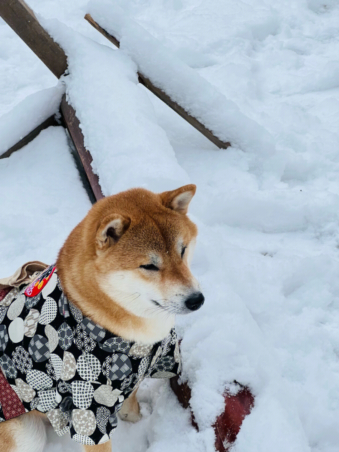 雪中修狗76