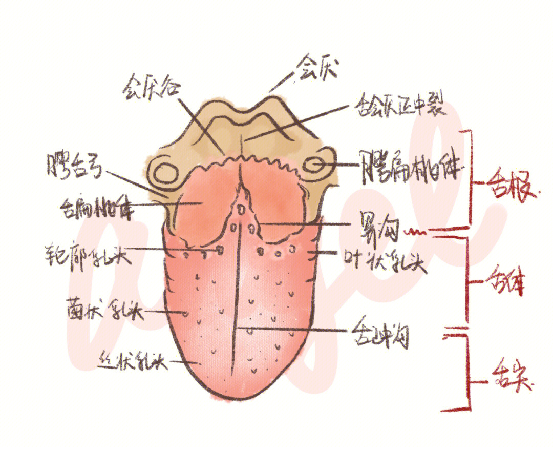 环甲膜解剖结构图图片
