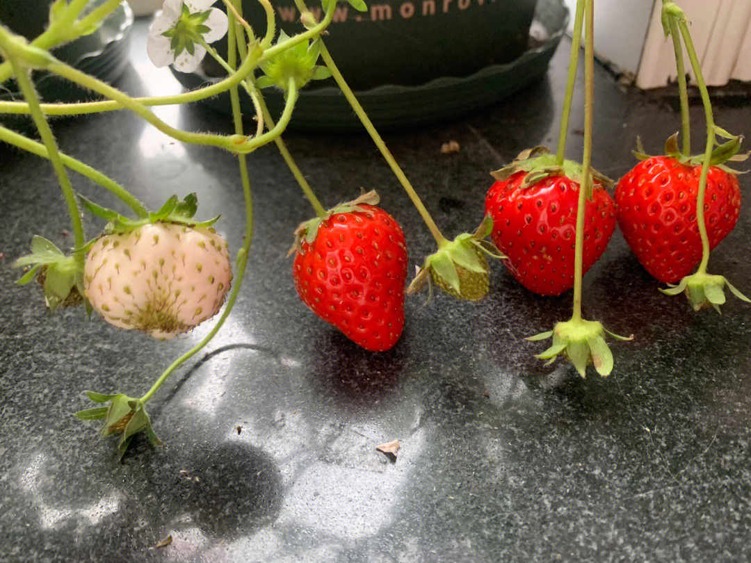 草莓种子内部结构图图片