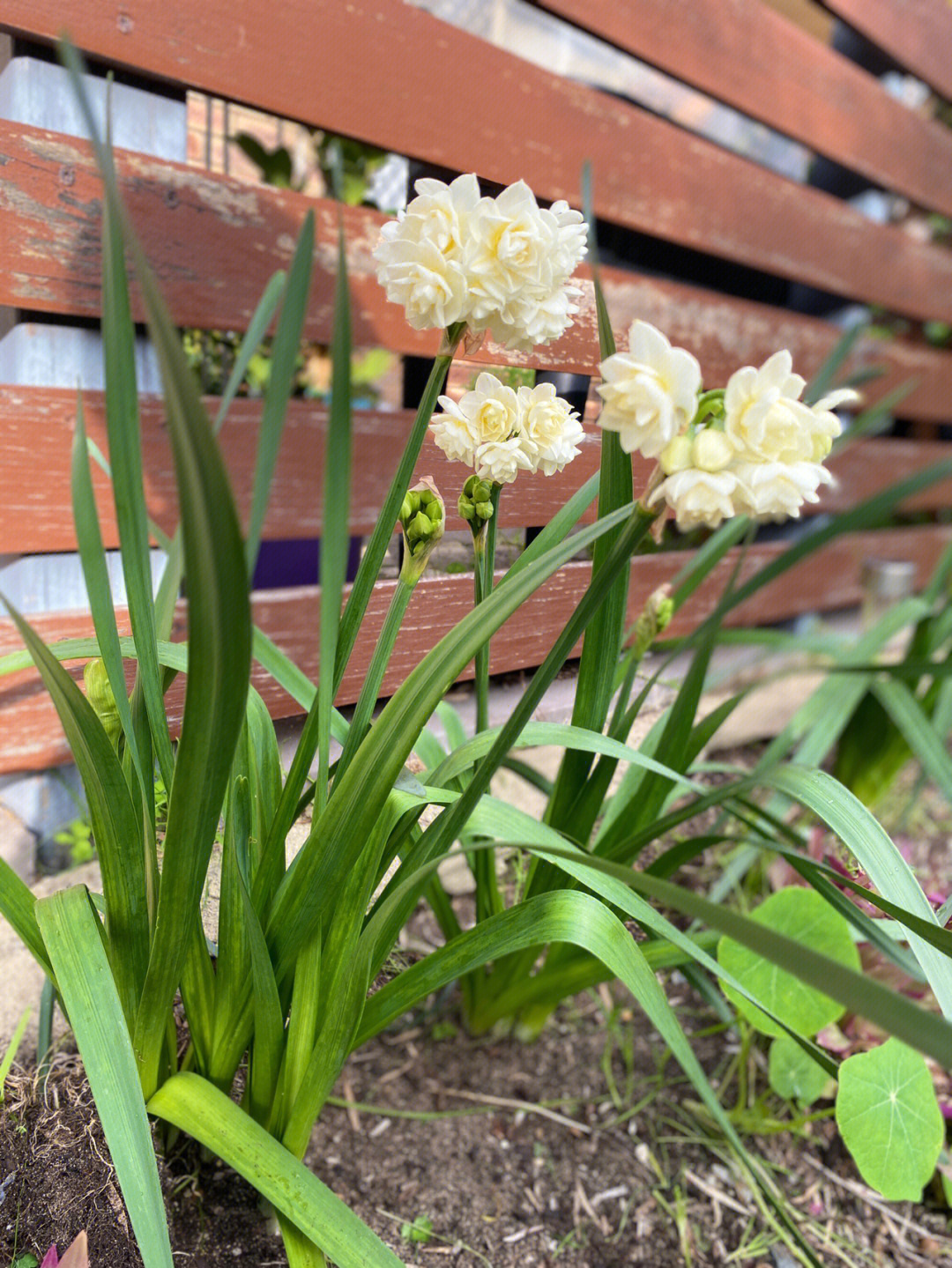 未开花洋水仙图片图片