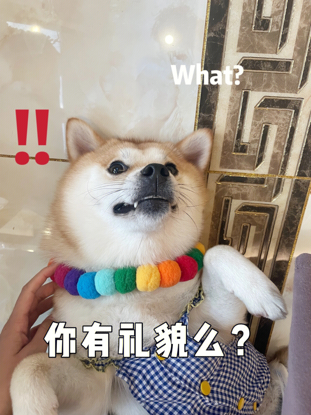 柴犬表情包来啦