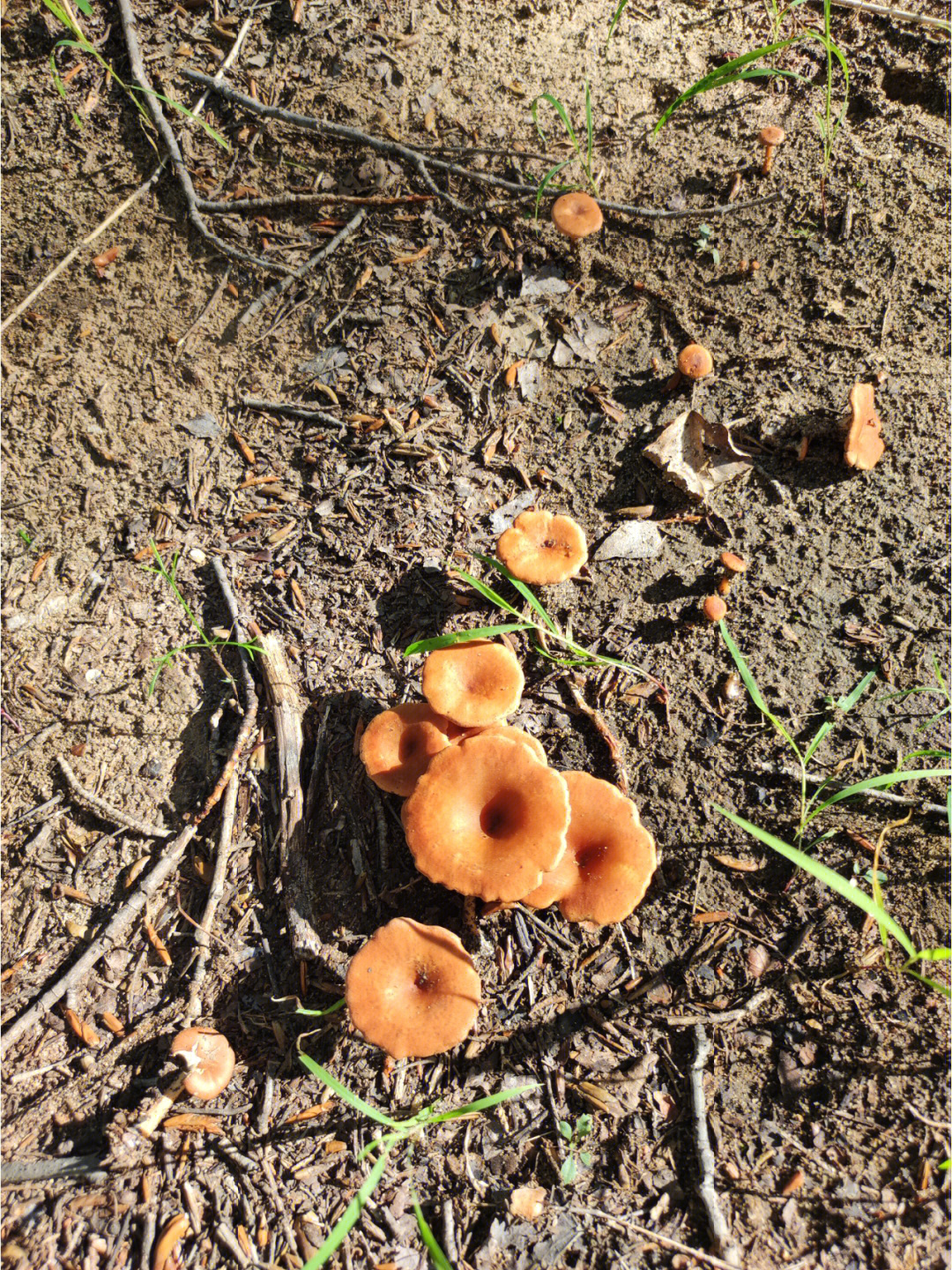 橘红色的蘑菇能吃吗
