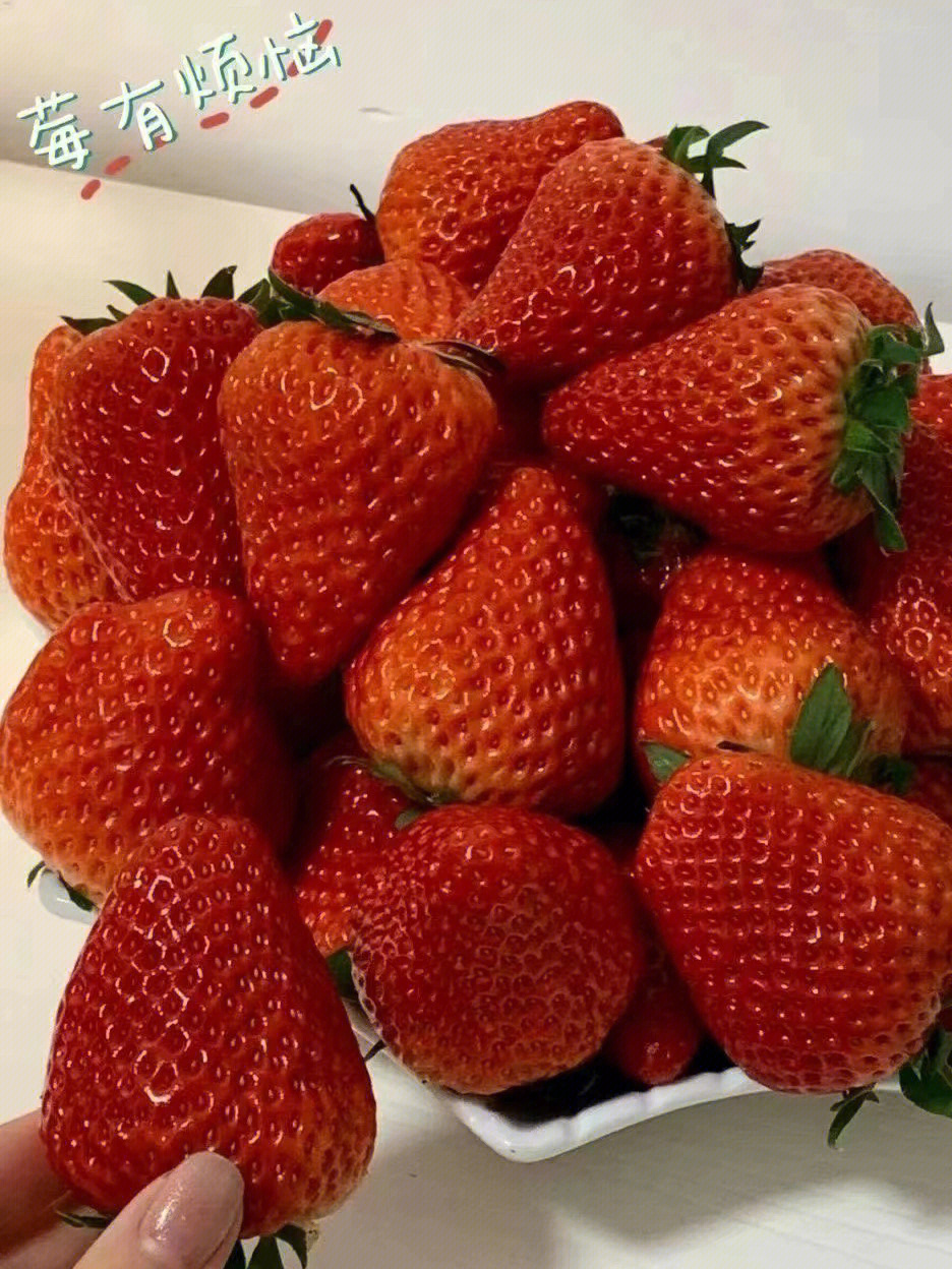 正宗丹东九九草莓