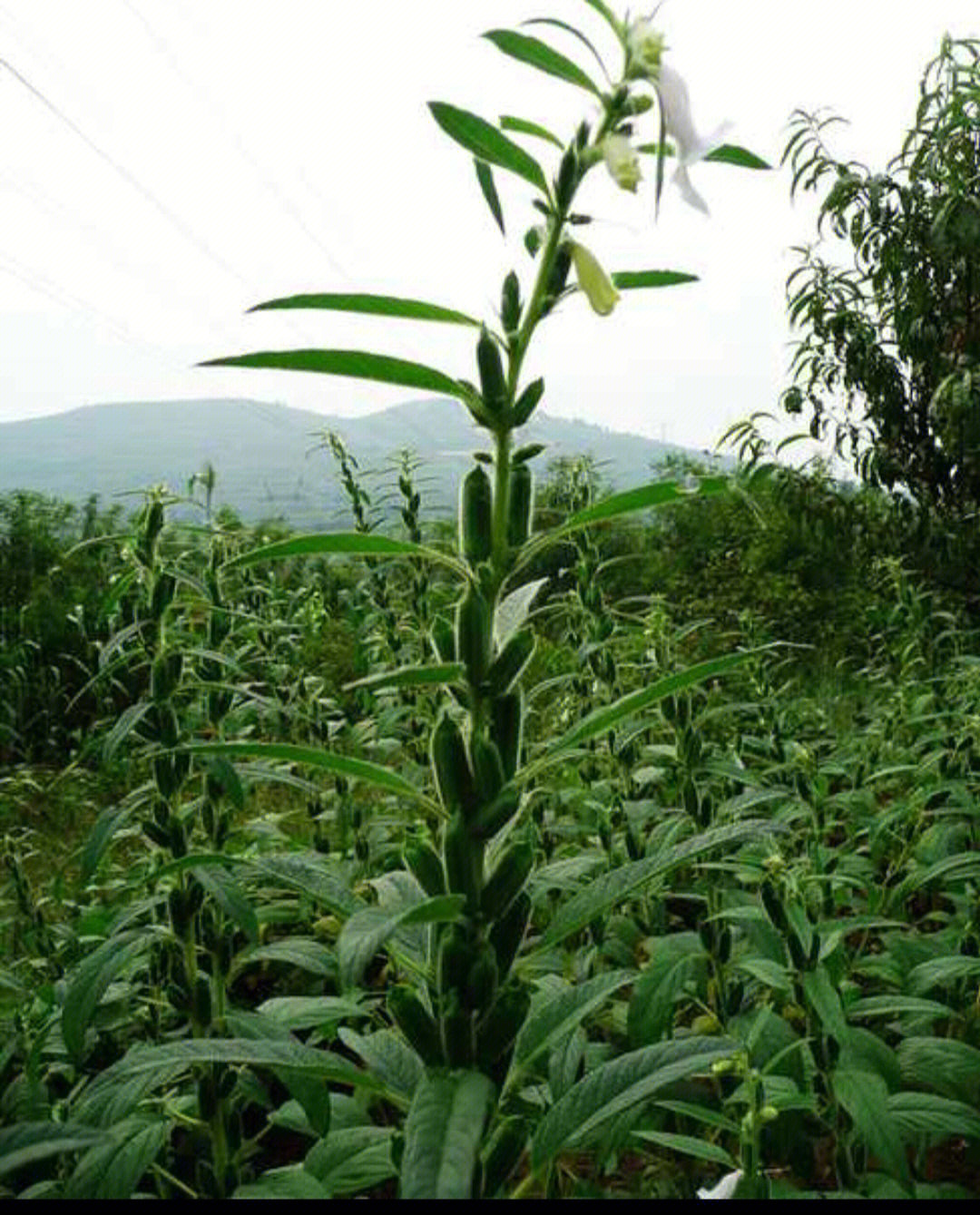 芝麻和胡麻的植物图样图片