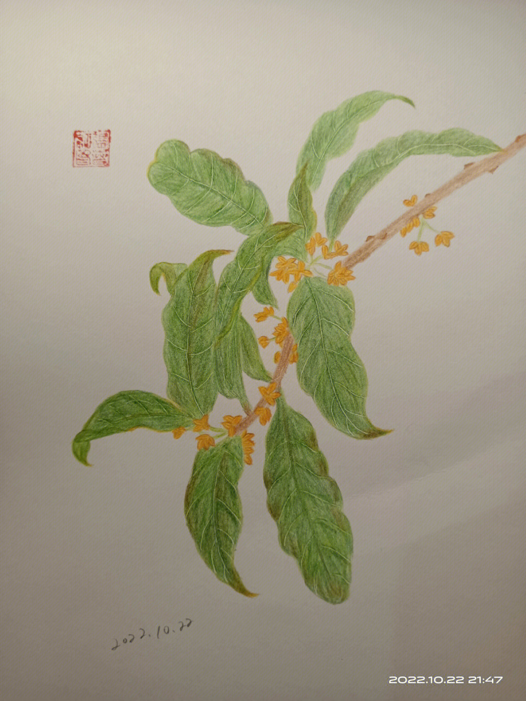 桂花树的图画的画法图片