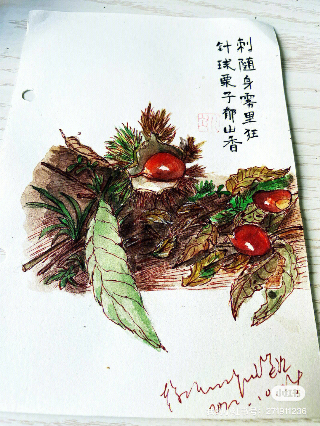 栗子树简笔画图片