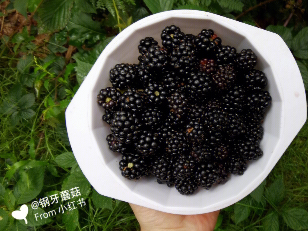 森林里的野生黑莓